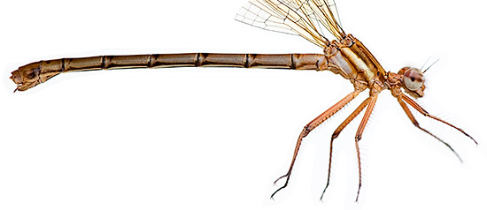 Metacnemis valida Blue Riverjack female